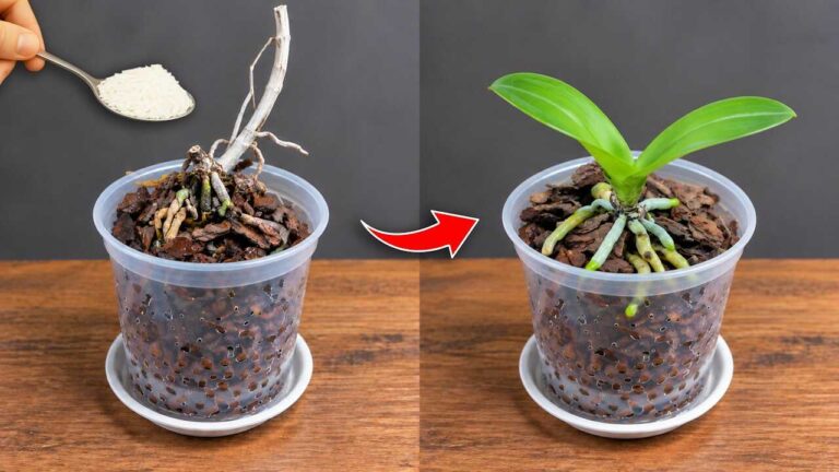 Sprinkle 1 spoon! Watch what happens when a weak orchid suddenly starts to recover