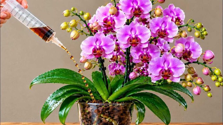 Warning! Using vinegar this way may encourage orchids to bloom for longer