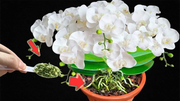 Just 1 spoon! Even weak orchids can grow stronger and bloom beautifully