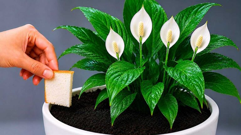 Place a small piece under the orchid — it may suddenly push out new branches and blooms