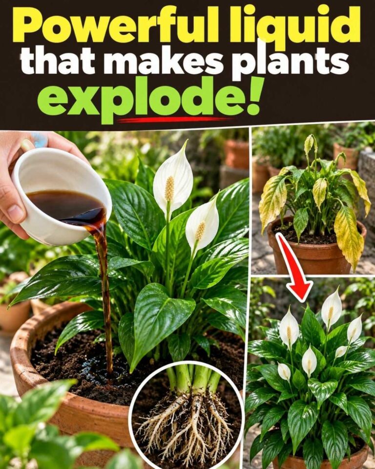 This powerful liquid can make plants burst with new growth and blooms 🔥