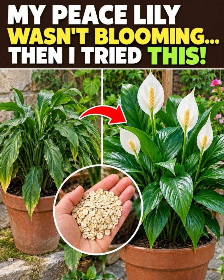 🌸 My peace lily wasn’t blooming… until I tried this simple trick