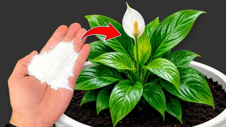 🌸 I wish I knew this earlier — just one cup can help plants bloom abundantly