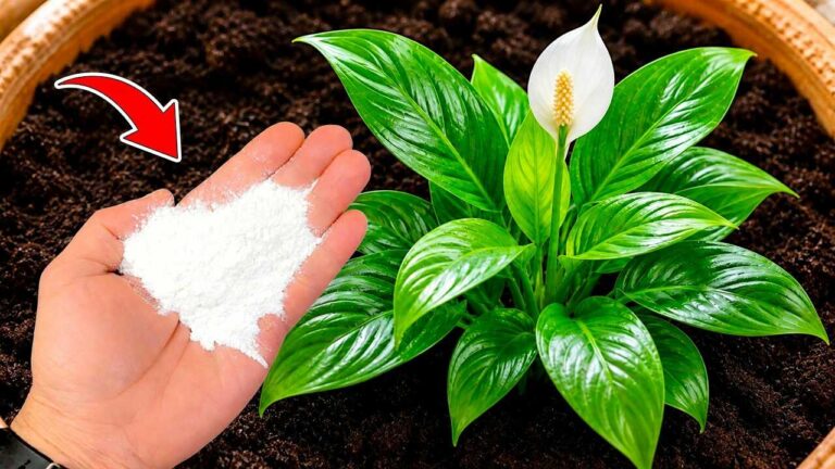 🌸 My peace lily wouldn’t bloom… then I tried this method