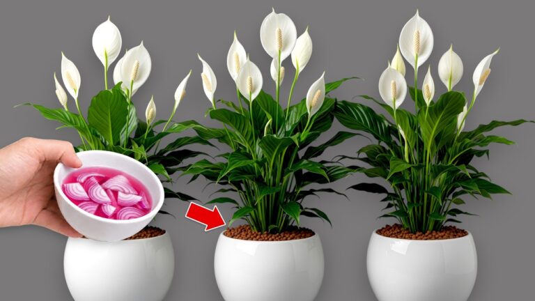 1 Cup a Week! Hundreds Of Flowers Bloom All Year Long Without Fading!