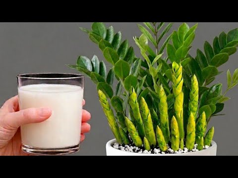 Just 1 Glass for Any ZZ Plant – Comes to Life Instantly!