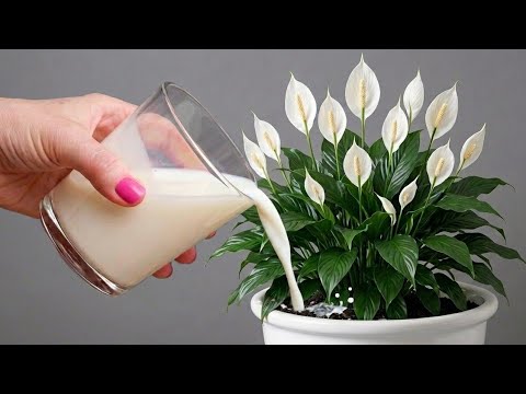 Only 1 cup a week! Revive dying Peace Lilies for vibrant, healthy leaves