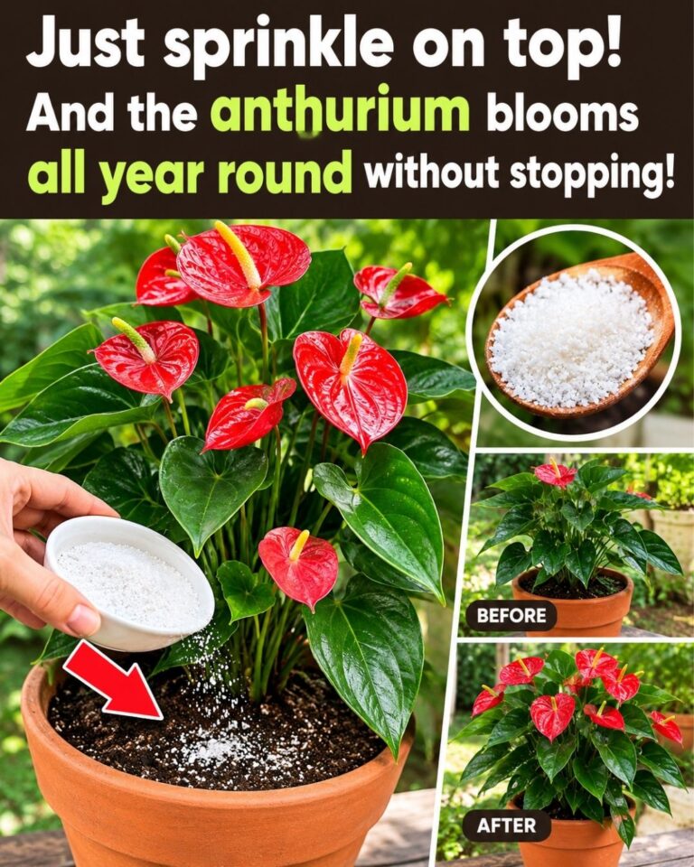 Just sprinkle on top! And the anthurium blooms all year round without stopping