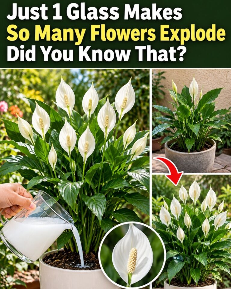 Just 1 Glass Makes So Many Flowers Explode Did You Know That