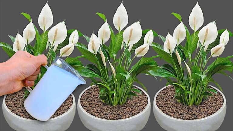One cup a week! Hundreds of flowers bloom all year long without fading!