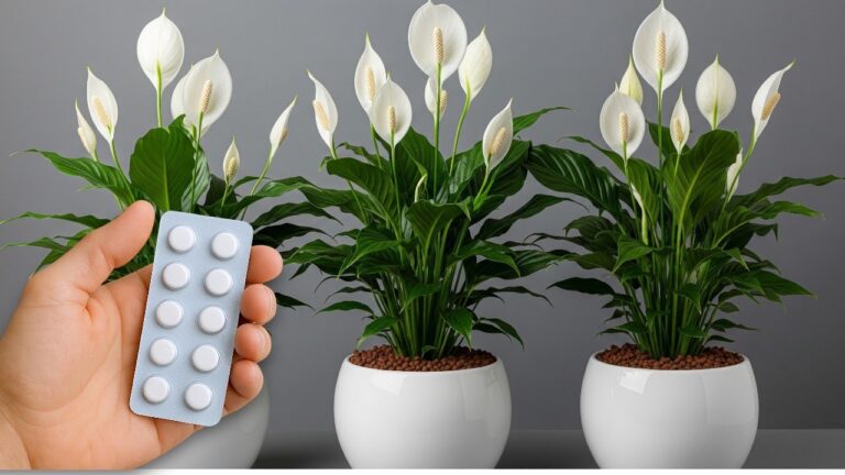 Just 1 pill makes so many flowers explode | Wonder Garden