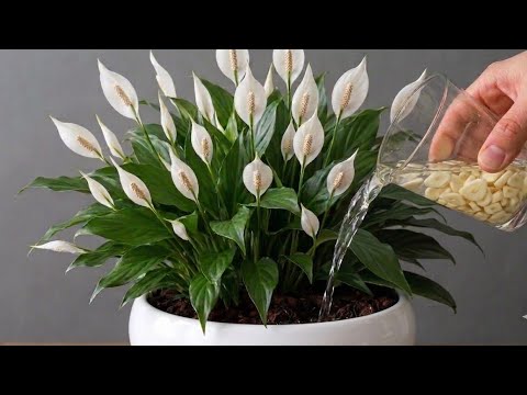 1 Cup a Week! Hundreds of Flowers Bloom All Year Long!