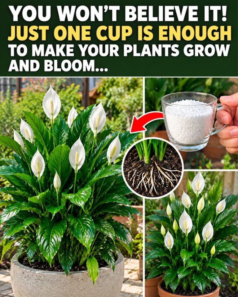 🌸You won’t believe it! Just one cup is enough to make your plants grow and bloom…