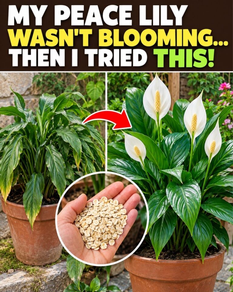 🌸My peace lily wasn’t blooming… Then I tried this!