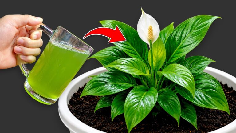 🌸Don’t give up on your wilted peace lily! A glass of water can bring it back to life 🌱