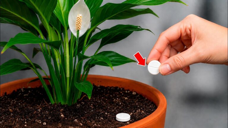 🌸It’s magical. Just 1 pill makes peace lily explode with flowers (Any plant)