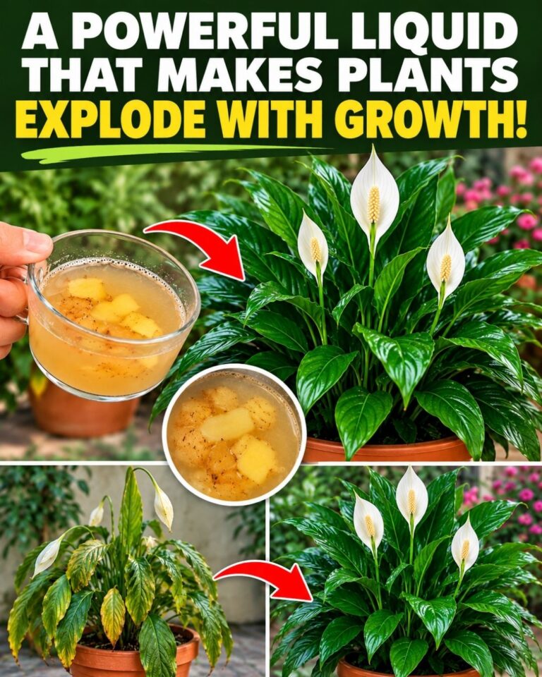🌸A powerful liquid that makes plants explode! 🔥