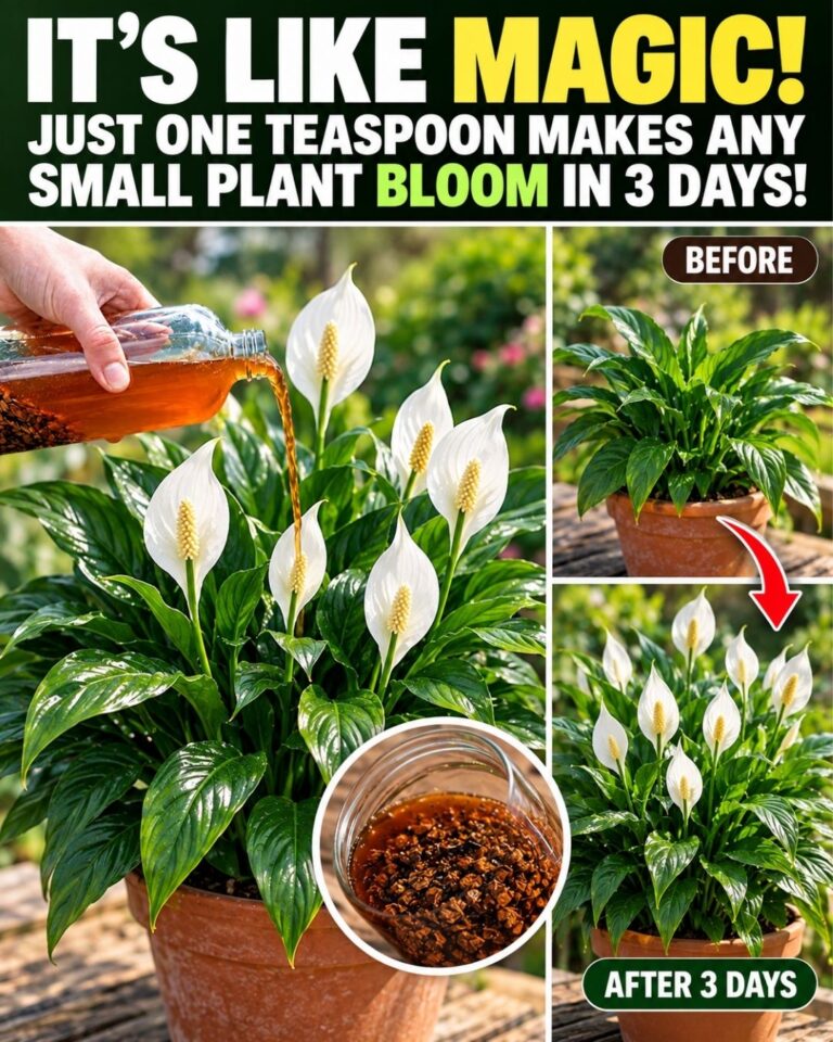 🌸IT’S LIKE MAGIC! Just one teaspoon makes any small plant bloom in 3 days!