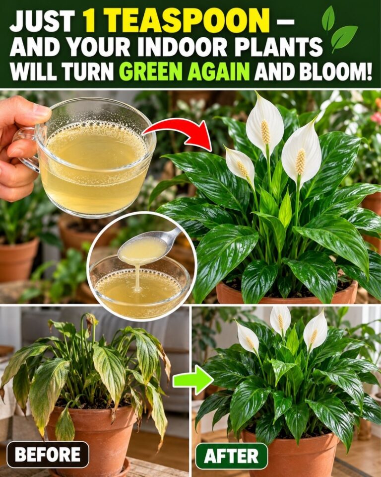 1 teaspoon for any indoor flower and it will turn green again and bloom…