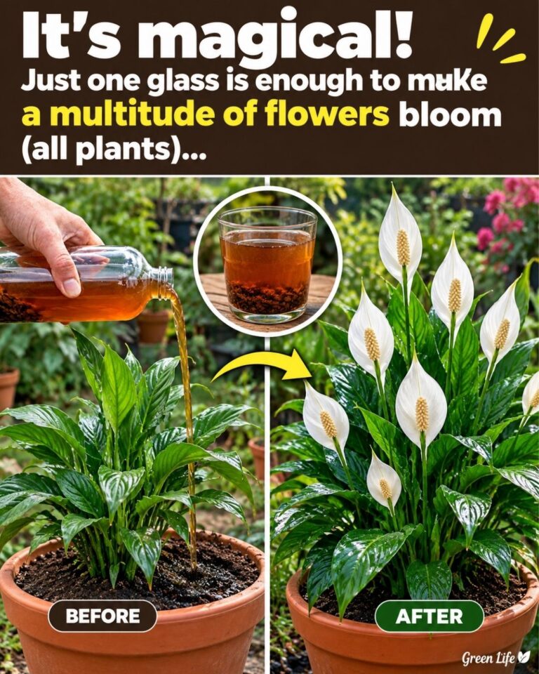 🌸It’s magical! Just one glass is enough to make a multitude of flowers bloom (all plants).