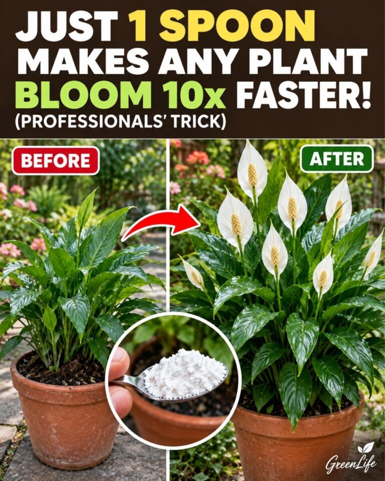 JUST 1 Spoon Makes Any Plant BLOOM 10x FASTER (PROFESSIONALS’ Trick)