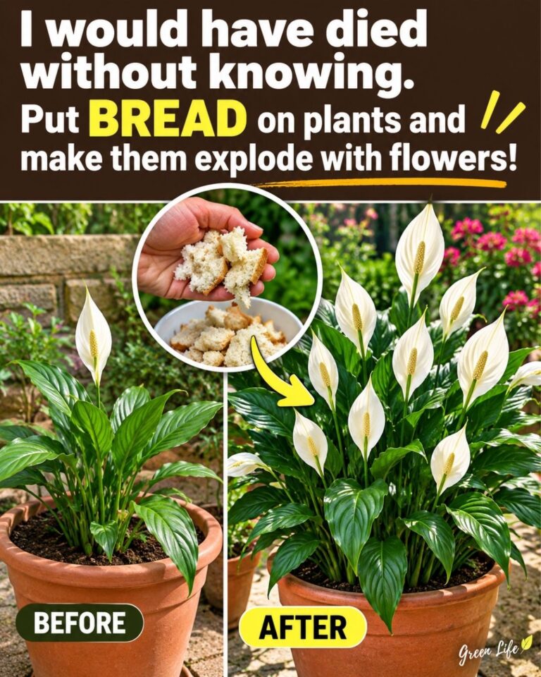 🌸I would have died without knowing. Put bread on plants and make them explode with flowers.