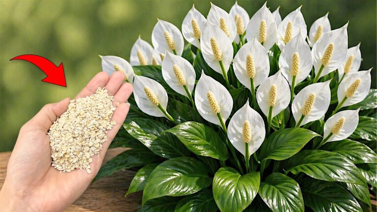 🌸Just one teaspoon is enough for any plant and will encourage it to bloom!