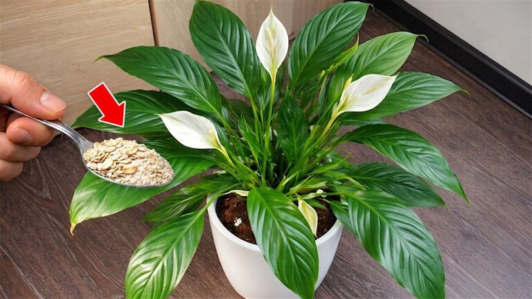 🌸Incredible! Just one teaspoon is enough to unlock any stagnant plant…