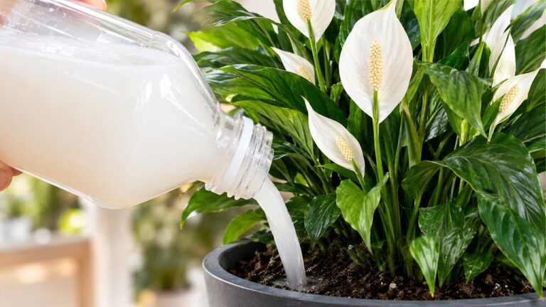 Just One Watering Makes the Peace Lily Bloom (The Result Was Surprising)