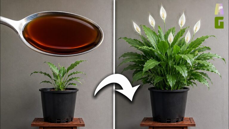 If Only I Had Known These Two Fertilizers for Peace Lilies 5 Years Ago