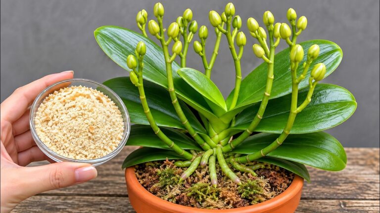 Put 1 Piece Under Your Orchid! It Will Make New Shoots and Bloom All Year Round