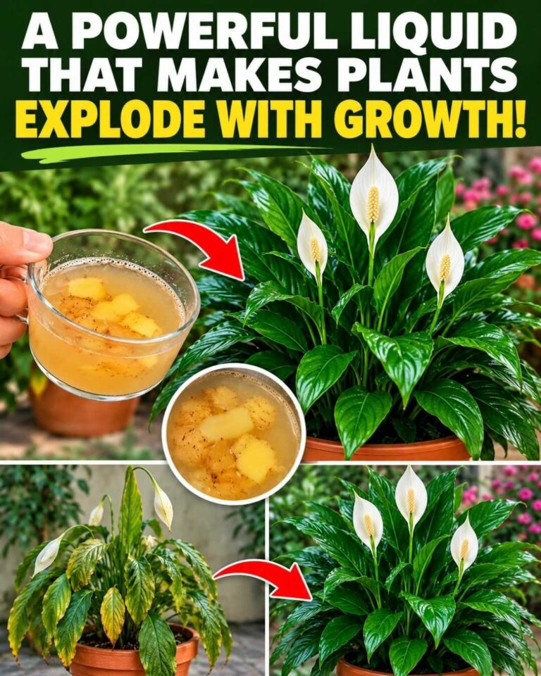 🌸 A powerful liquid that can trigger an amazing burst of plant growth 🔥