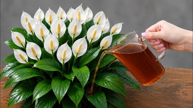 1 Tea Bag in COLD Water! Hundreds of Flowers Blooming All Year Round!