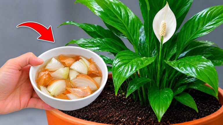 🌸 My plants wouldn’t bloom… until I tried this very simple trick