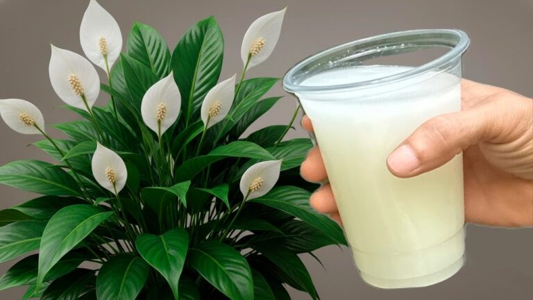 This Magic Water Will Instantly Revive Your Peace Lily and All Your Plants, Giving Them…