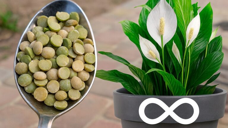 Just Sprinkle Some on It! Your Peace Lily Will Bloom Abundantly All Year Long!