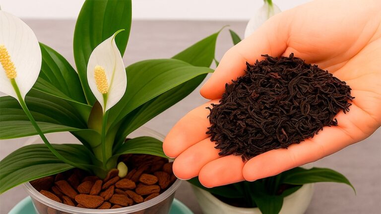 Just One Spoonful! Help Your Peace Lily Bloom in Every Season!