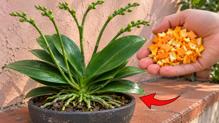 Adjust this small feeding at the right time! Help your orchid bloom again