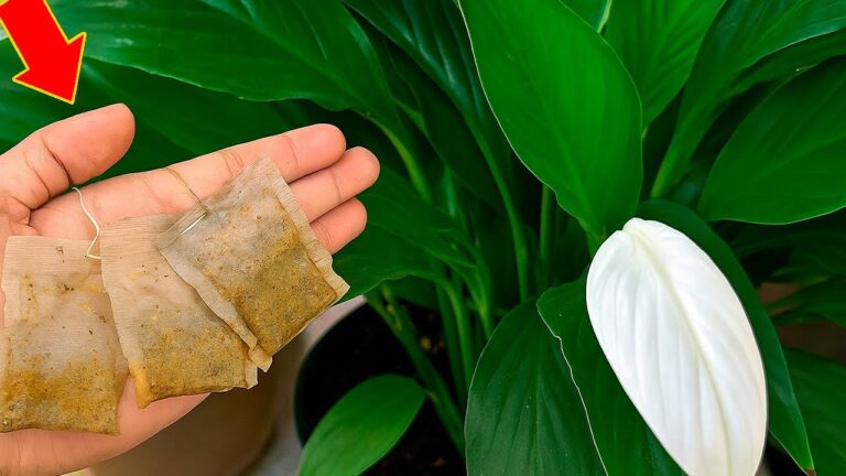 Put This Under Your Peace Lily! Help It Bloom Abundantly!