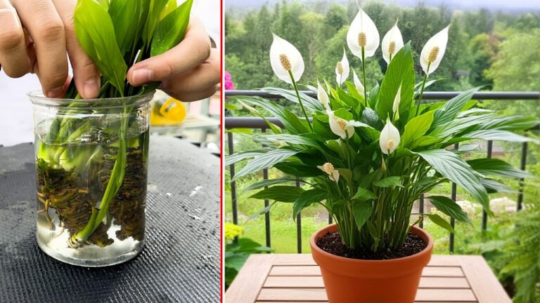 Amazing! Spathiphyllum Wallisii: Peace Lily Propagation Techniques