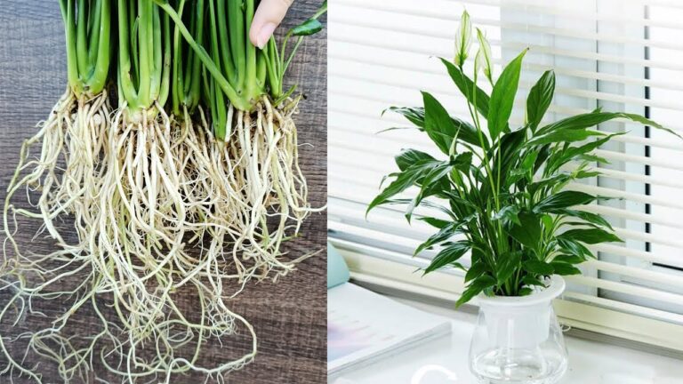 How to Grow a Peace Lily in Water and Care for Indoor Air