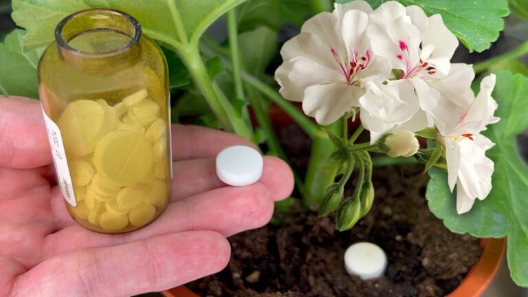 Just 1 Tablet for Any Houseplant — Even a Weak Flower Will Come Back to Life!