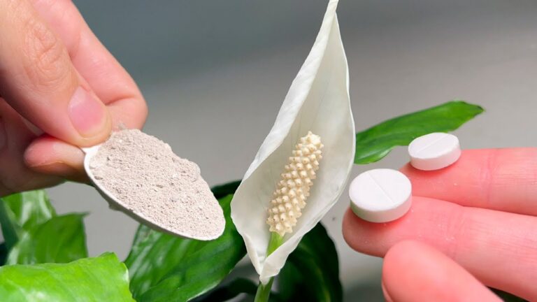 1 Spoon and 2 Tablets — Peace Lilies and Other Houseplants Bloom Beautifully!