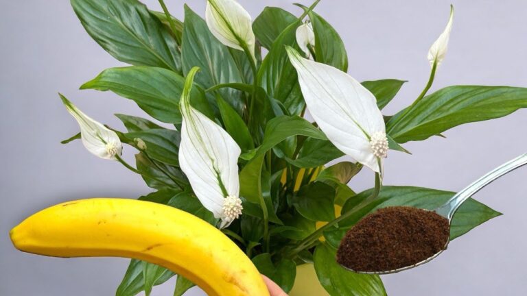 Magical Results! Just Two Ingredients and All Your Plants Bloom Continuously!