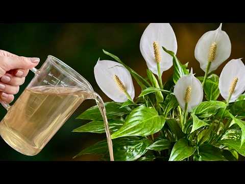 Do THIS to Bring Your Peace Lily Back to Life — and Into Bloom 🪴