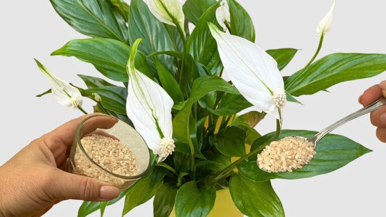 🔥 Give Your Peace Lily Just ONE CUP of This Fertilizer for Lots of Flowers!