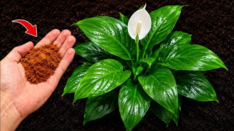 Just 1 Spoon Makes Any Plant BLOOM 10x FASTER (Professionals’ Trick)