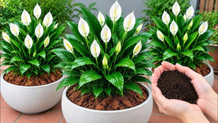 Just 1 Cup a Week! Peace Lilies Bloom All Year Round!