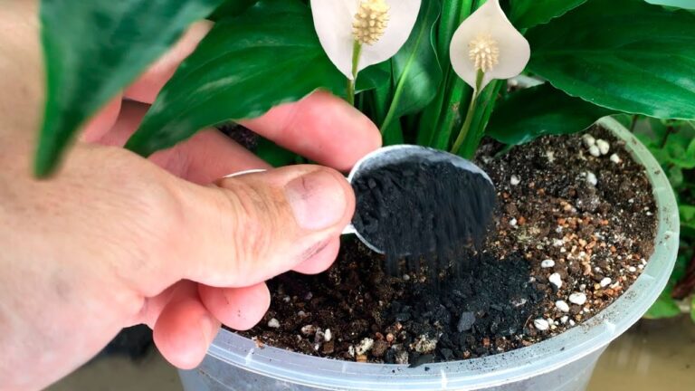 A Couple of Teaspoons Under Any Houseplant and It Turns Green and Blooms Abundantly Again! Easy Method