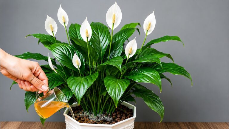 Just One Cup a Week! Get Hundreds of Flowers Blooming All Year Long!